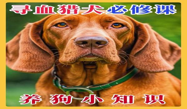 三角洲行动寻血猎犬第一视角(三角洲行动寻血猎犬第一视角怎么玩) 三角洲行动寻血猎犬第一视角(三角洲行动寻血猎犬第一视角怎么玩)